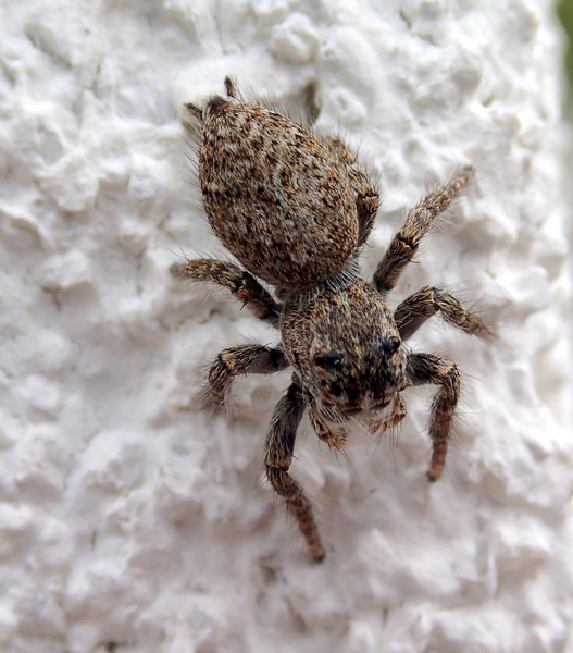 Philaeus chrysops - Villorba (TV)